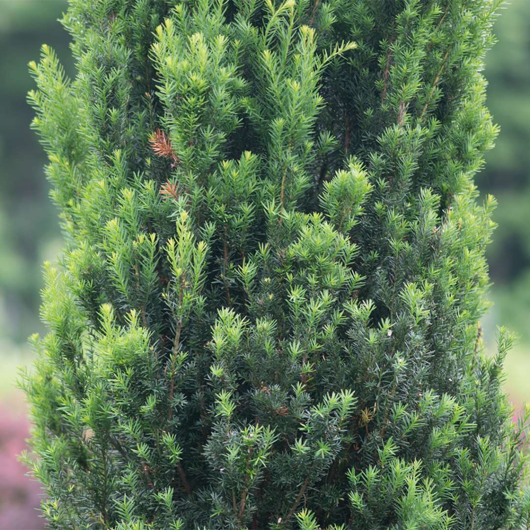 Yew - STONEHENGE