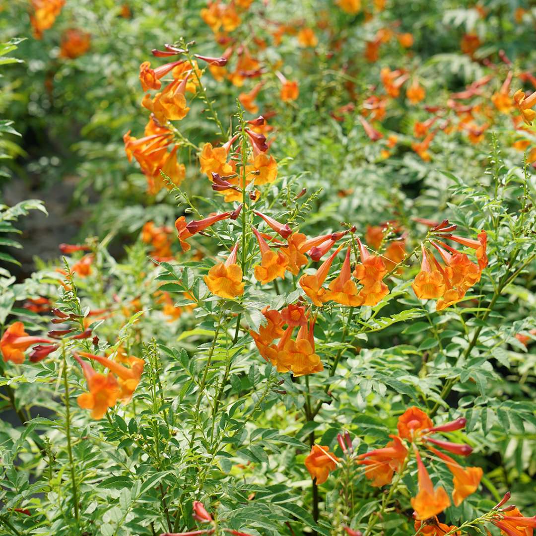 Trumpet Bush, Esperanza - CHICKLET Orange