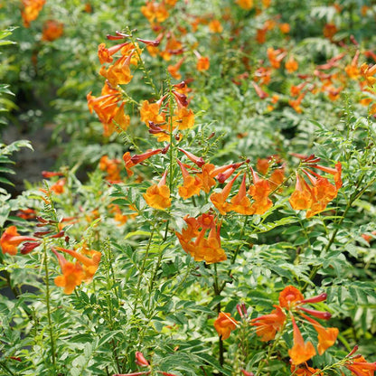 Trumpet Bush, Esperanza - CHICKLET Orange