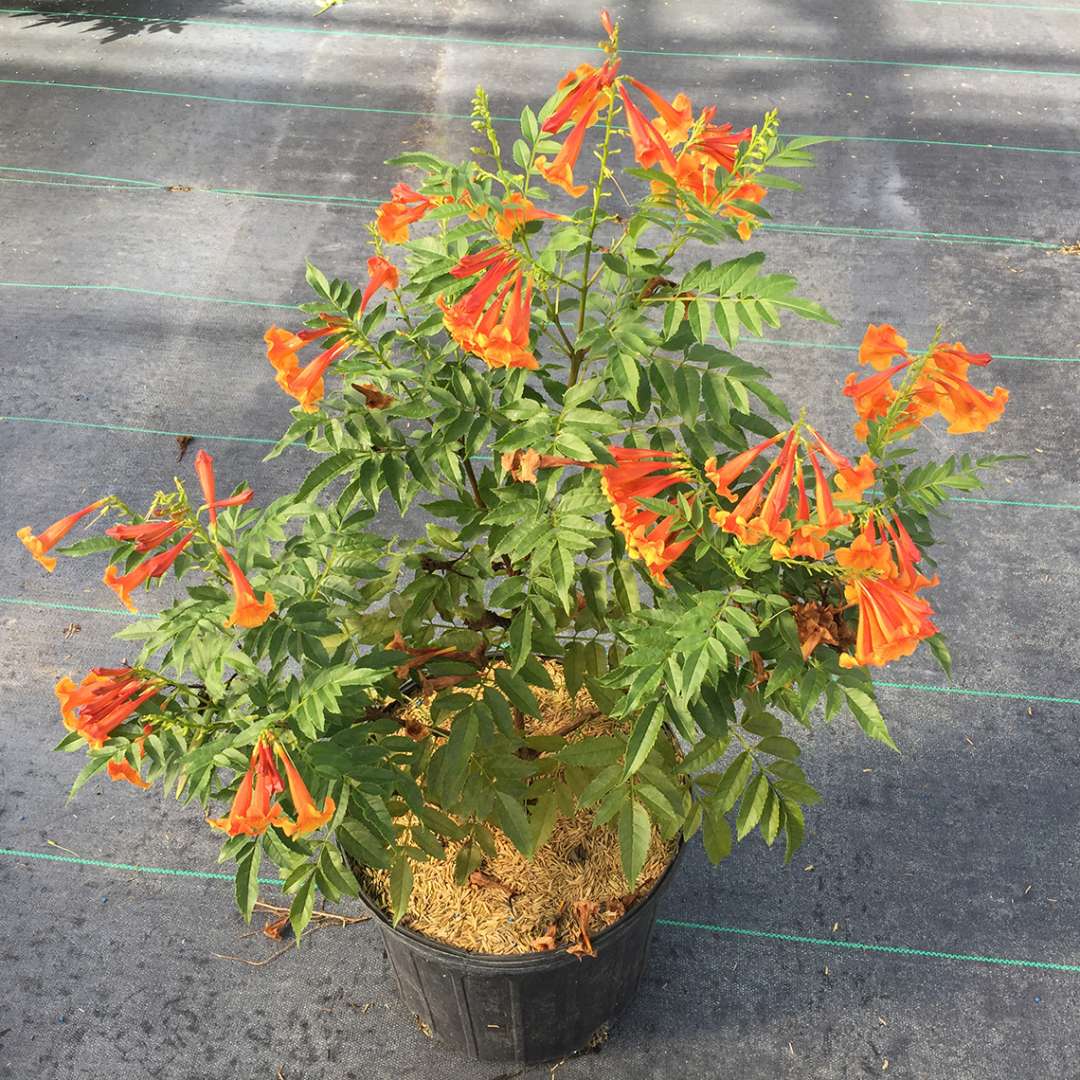 Trumpet Bush, Esperanza - CHICKLET Orange