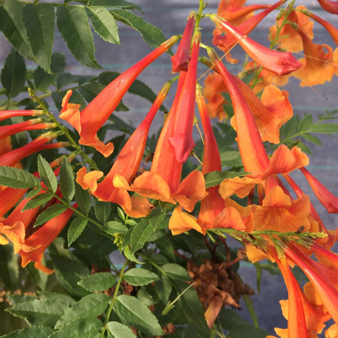 Trumpet Bush, Esperanza - CHICKLET Orange