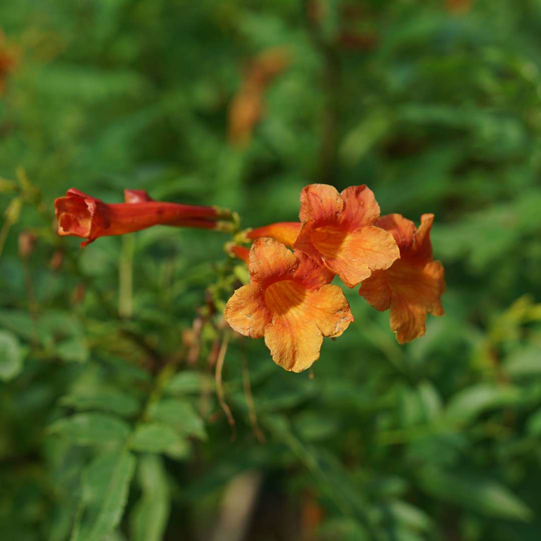 Trumpet Bush, Esperanza - CHICKLET Orange