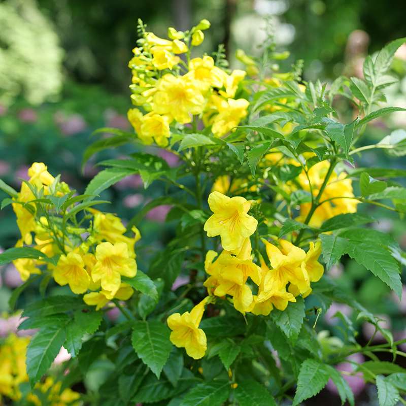 Trumpet Bush, Esperanza - CHICKLET Gold