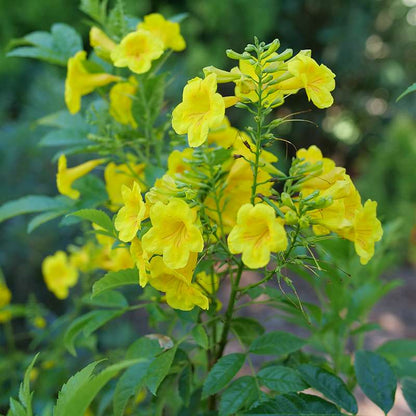 Trumpet Bush, Esperanza - CHICKLET Gold