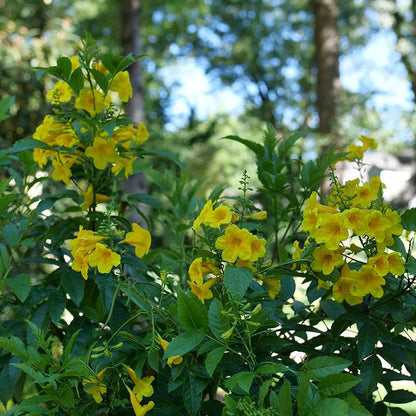 Trumpet Bush, Esperanza - CHICKLET Gold