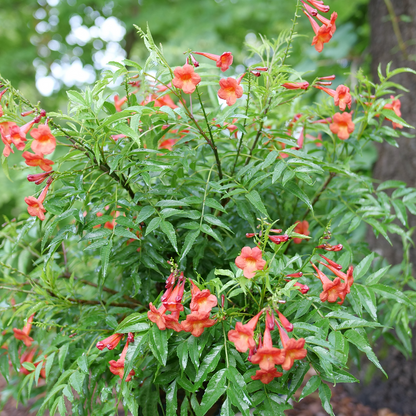 Esperanza - CHICKLET Red