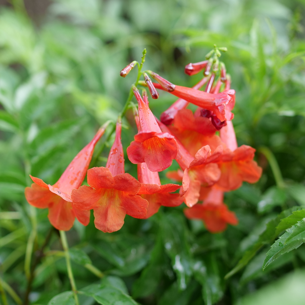 Esperanza - CHICKLET Red