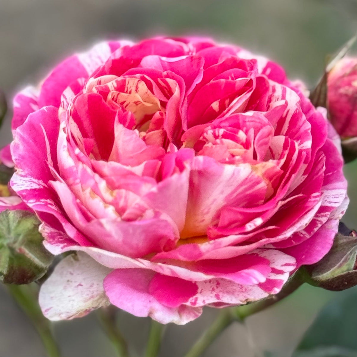 Rose - Winning Streak