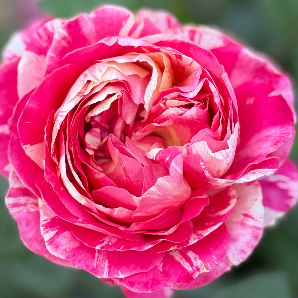 Rose - Winning Streak