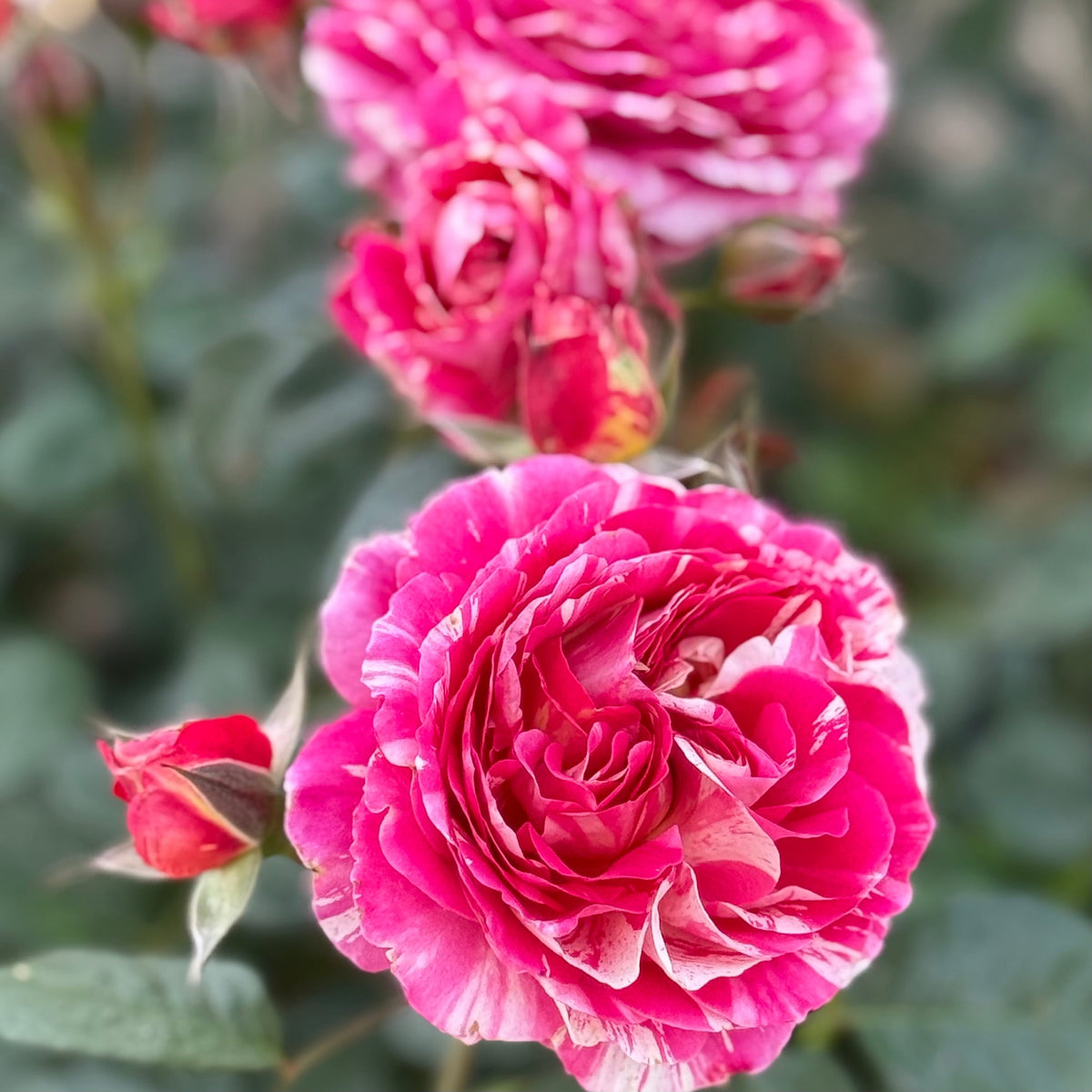 Rose - Winning Streak