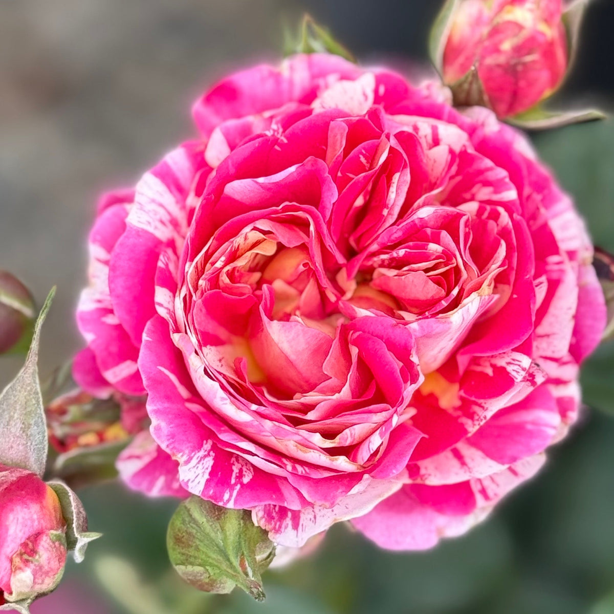 Rose - Winning Streak