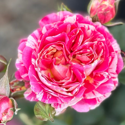Rose - Winning Streak