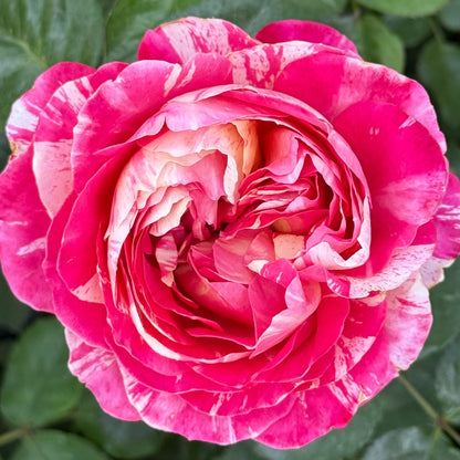 Rose - Winning Streak