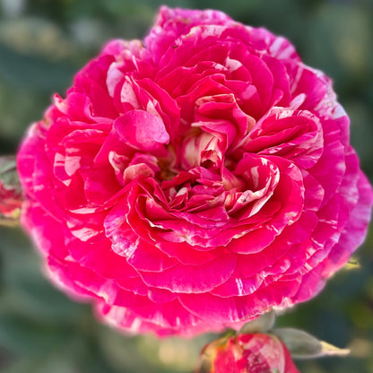 Rose - Winning Streak