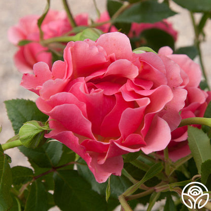 Rose - Tequila Supreme