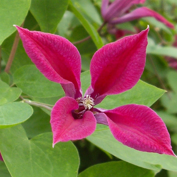 Clematis - texensis Gravetye Beauty