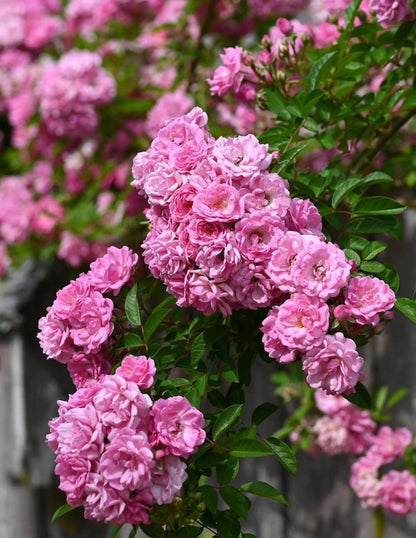 Rose - Climbing - Peggy Martin