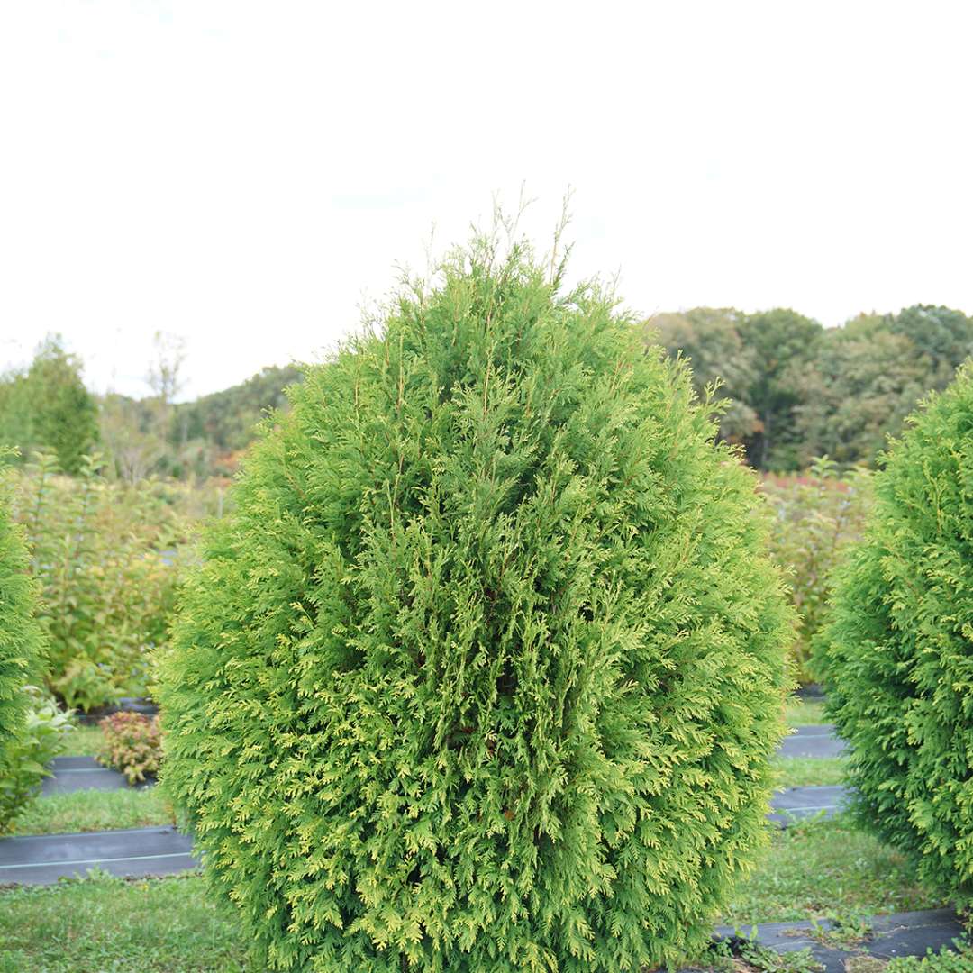 Arborvitae - CHEER DROPS