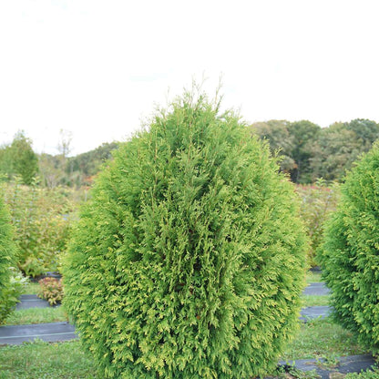 Arborvitae - CHEER DROPS