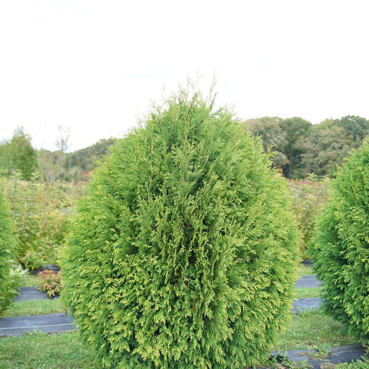Arborvitae - CHEER DROPS