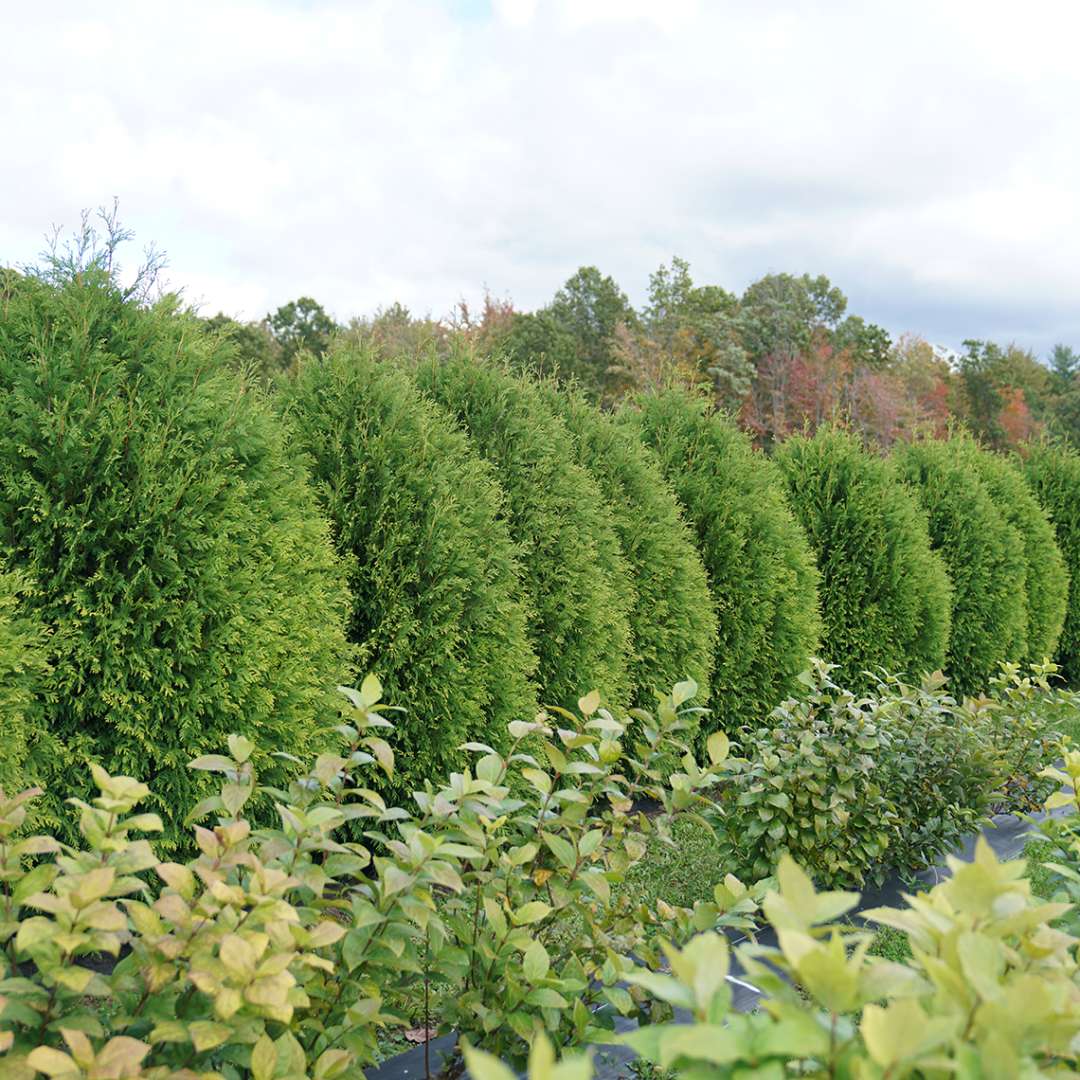 Arborvitae - CHEER DROPS