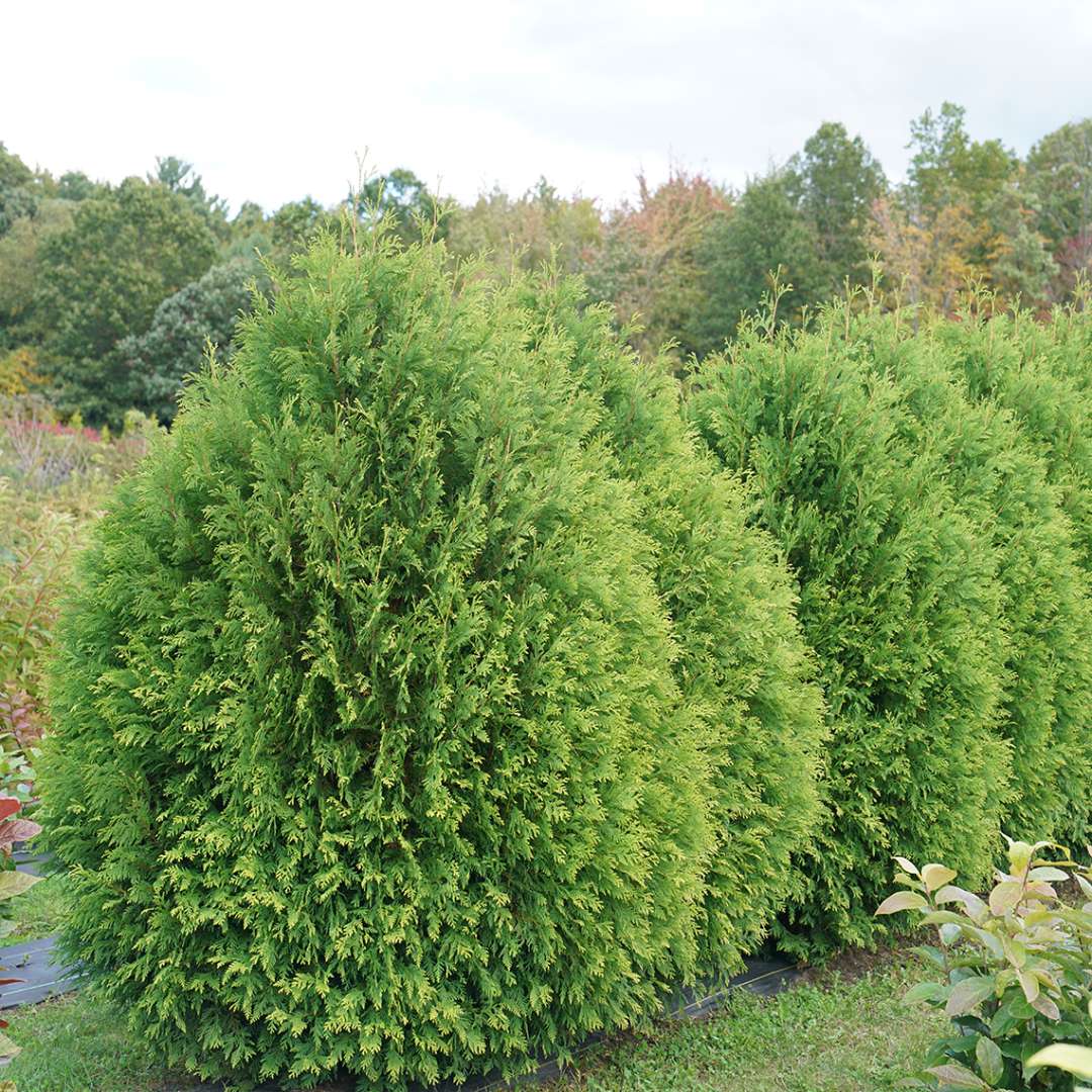 Arborvitae - CHEER DROPS