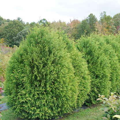 Arborvitae - CHEER DROPS