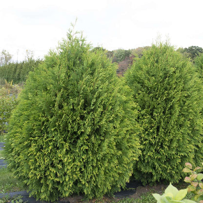 Arborvitae - CHEER DROPS