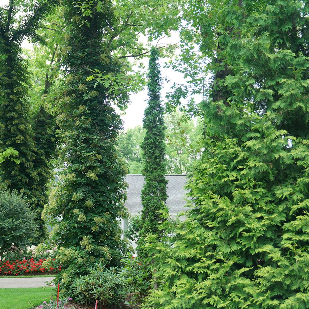 Arborvitae - STING