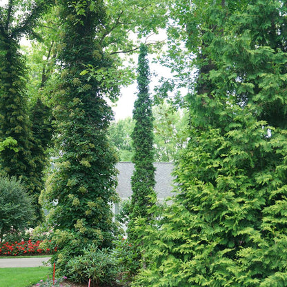 Arborvitae - STING