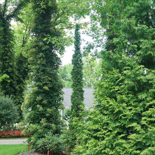Arborvitae - STING