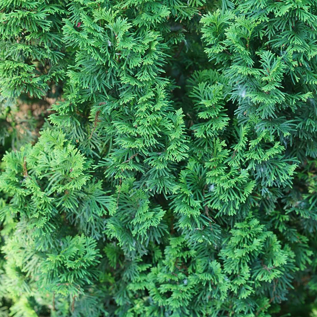 Arborvitae - STING