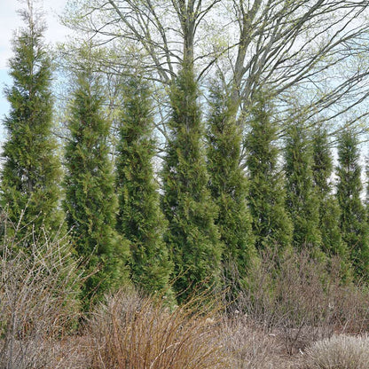 Arborvitae - FULL SPEED A HEDGE ‘American Pillar’