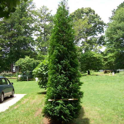 Arborvitae - FULL SPEED A HEDGE ‘American Pillar’