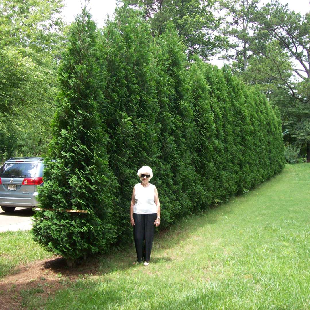 Arborvitae - FULL SPEED A HEDGE ‘American Pillar’