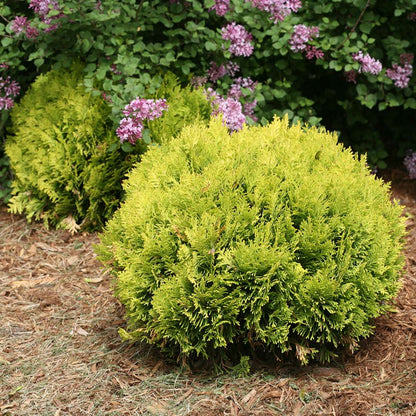 Arborvitae - ANNA’S MAGIC BALL