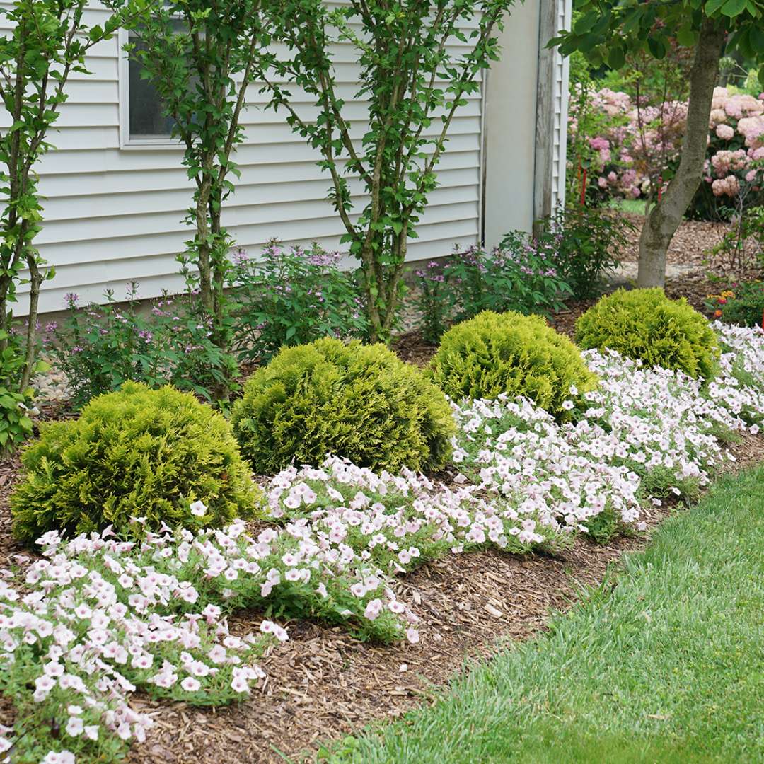 Arborvitae - ANNA’S MAGIC BALL