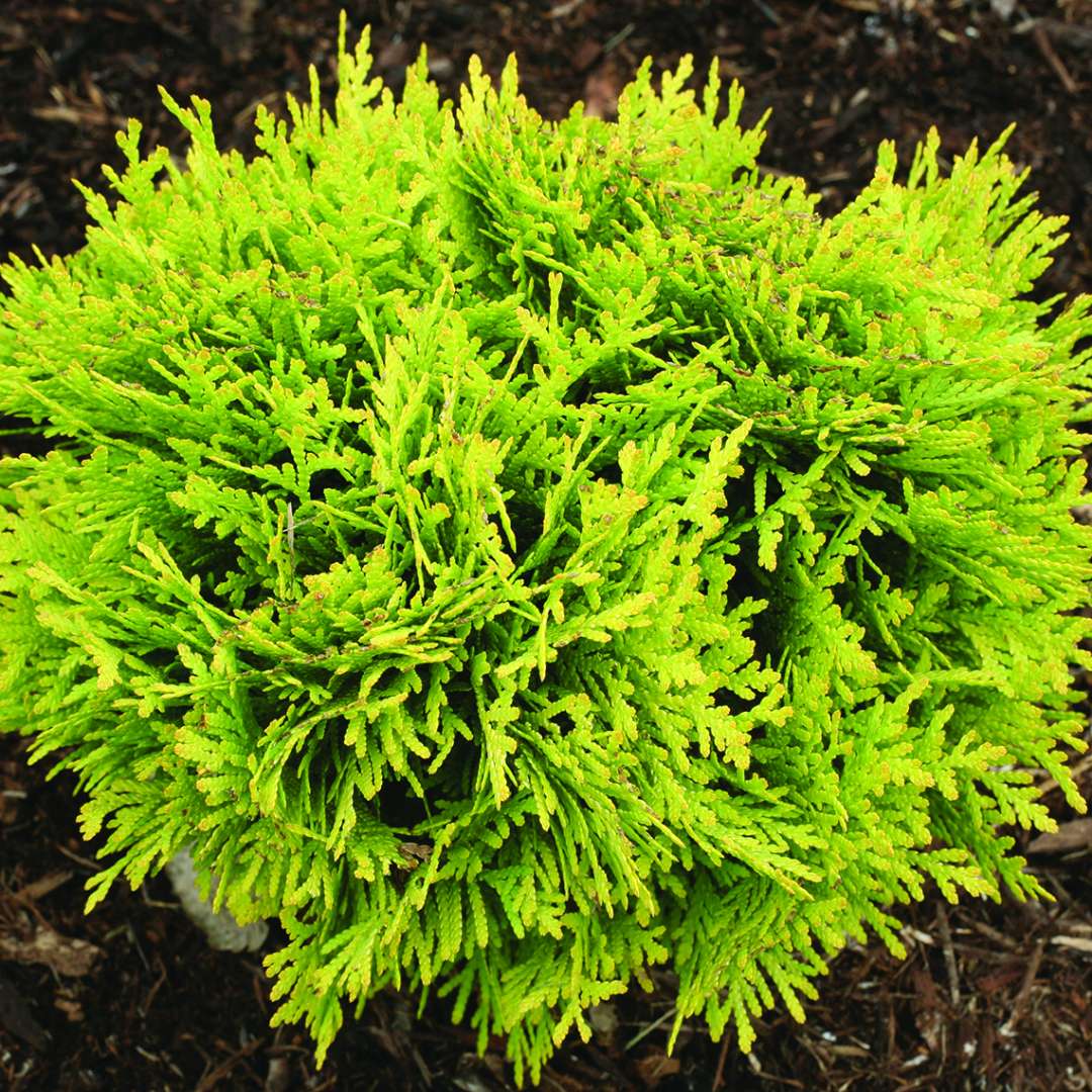 Arborvitae - ANNA’S MAGIC BALL