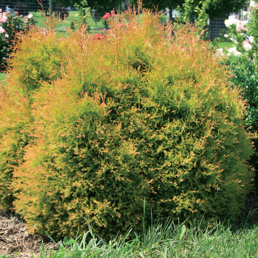 Arborvitae - FIRE CHIEF