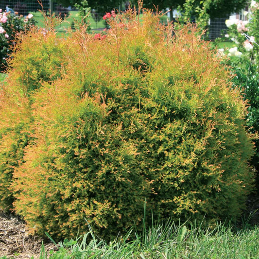 Arborvitae - FIRE CHIEF