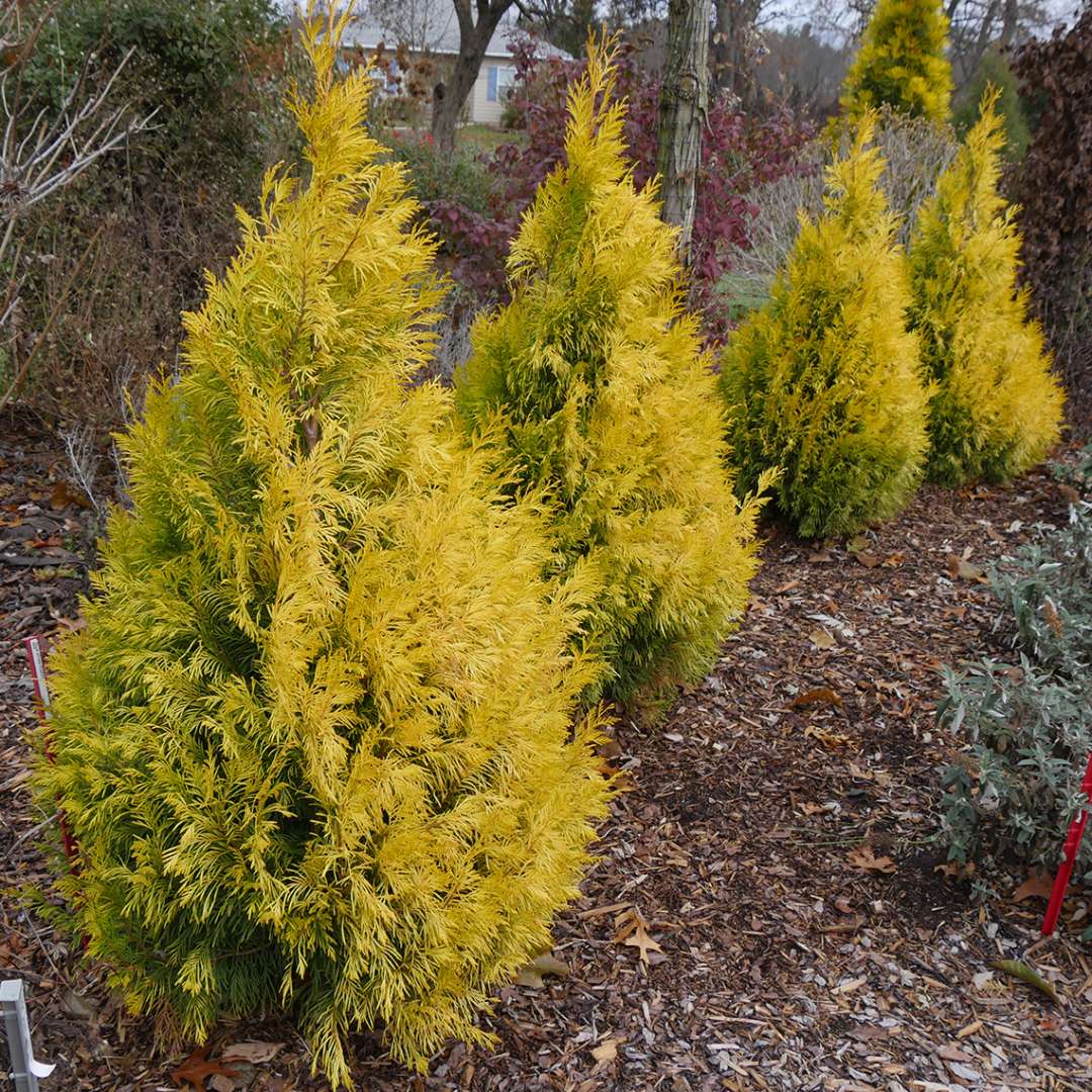 Arborvitae - Western - FLUFFY