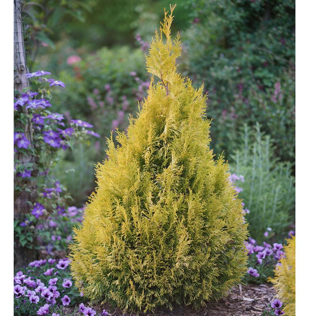 Arborvitae - Western - FLUFFY