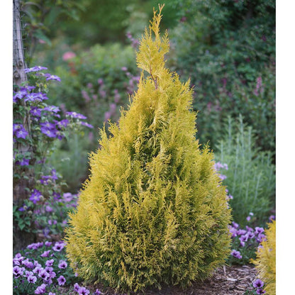 Arborvitae - Western - FLUFFY