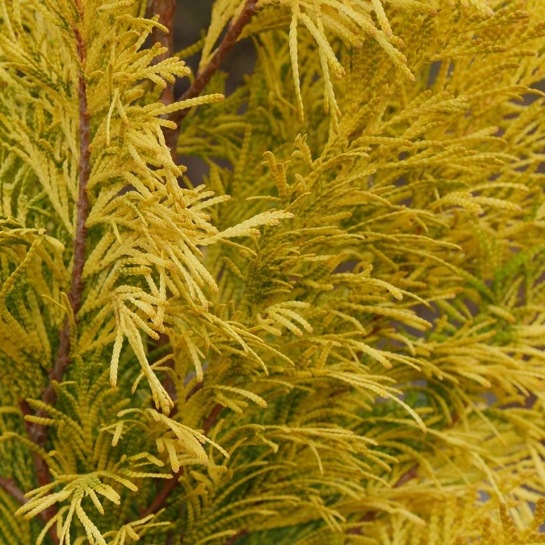 Arborvitae - Western - FLUFFY