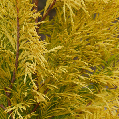 Arborvitae - Western - FLUFFY
