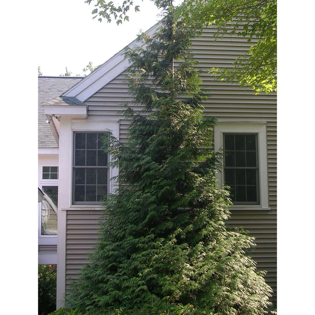 Arborvitae - Western - Green Giant