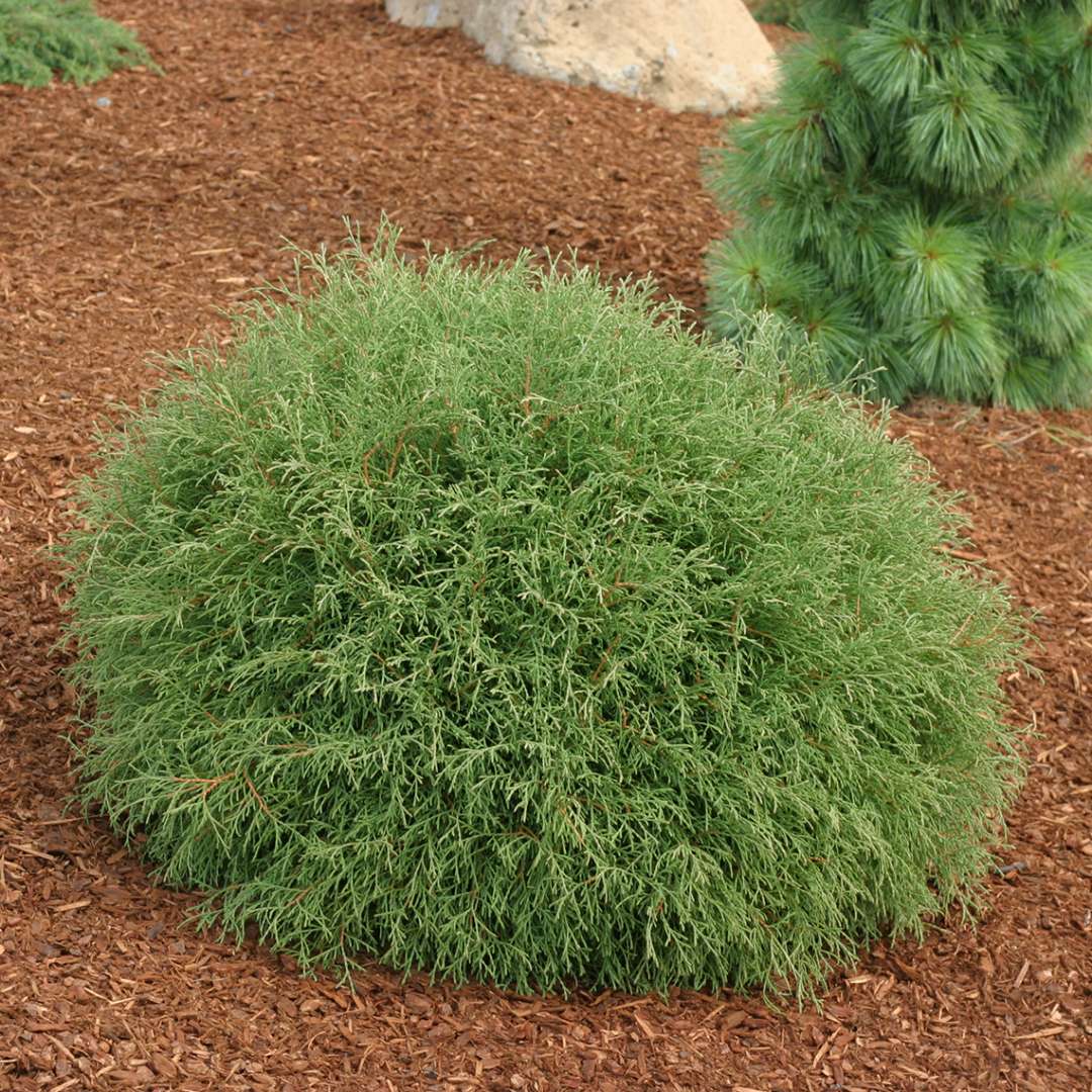 Arborvitae - MR. BOWLING BALL