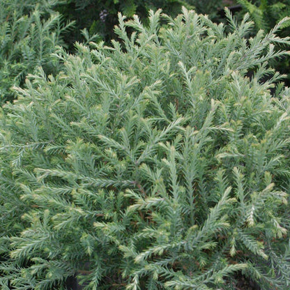 Arborvitae - MR. BOWLING BALL