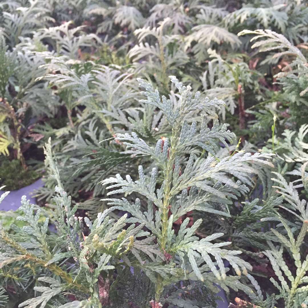Arborvitae - Nigra Dark Green