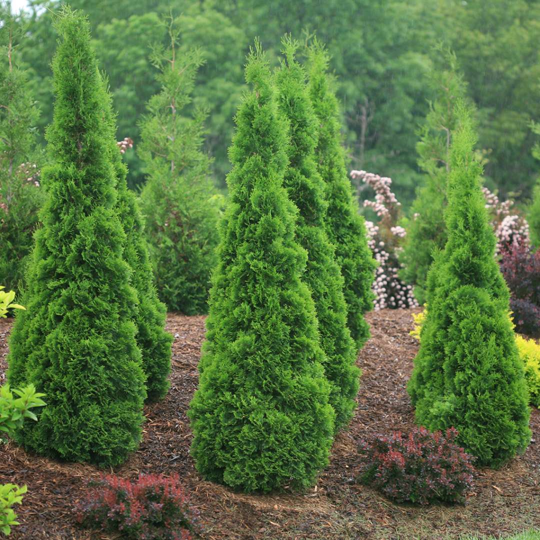Arborvitae - NORTH POLE